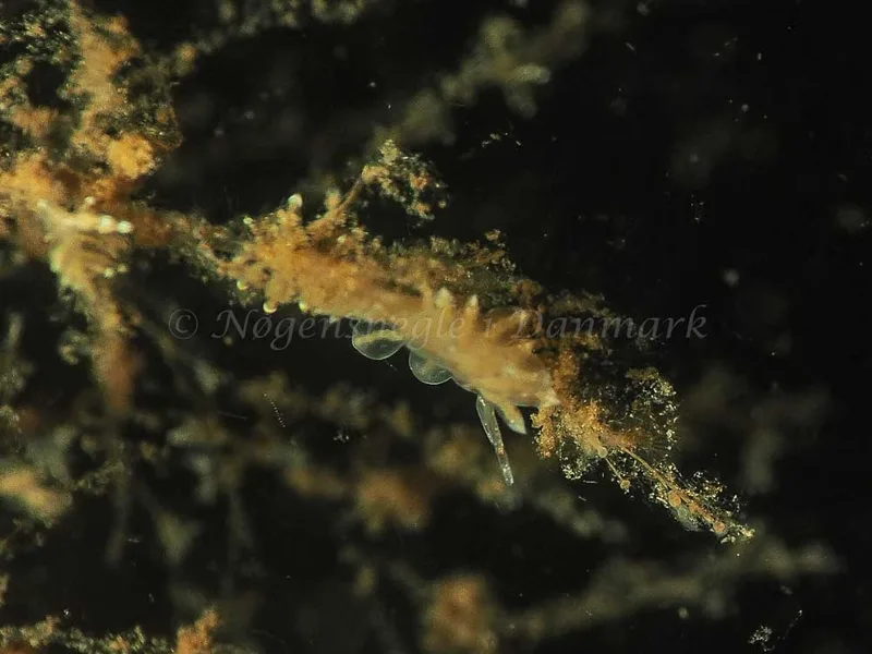Eubranchus viriola - Kollund Mole - Foto: Jens Egon Jørgensen