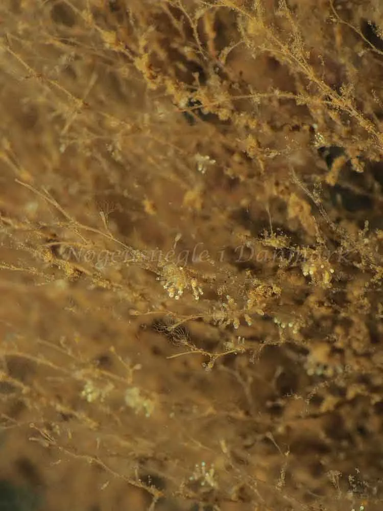 Eubranchus scintillans - Kollund Mole - Foto: Jens Egon Jørgensen
