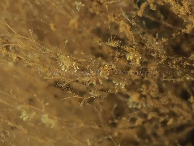 Eubranchus scintillans - Kollund Mole - Foto: Jens Egon Jørgensen
