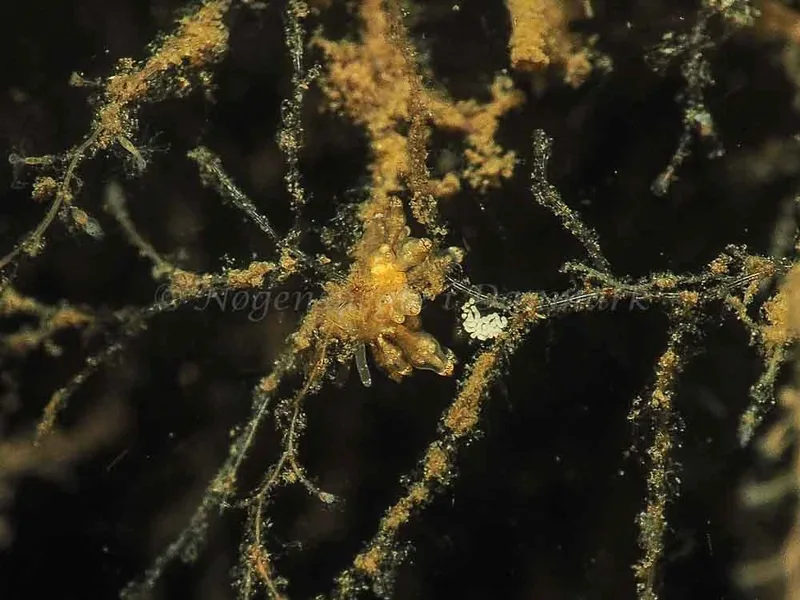 Eubranchus scintillans - Kollund Mole - Foto: Jens Egon Jørgensen
