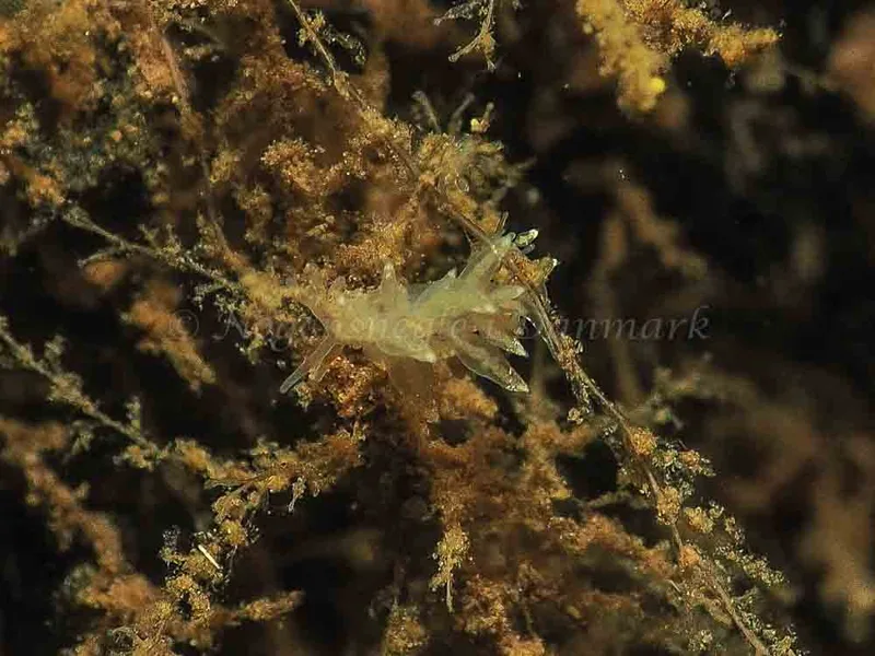 Eubranchus viriola - Kollund Mole - Foto: Jens Egon Jørgensen