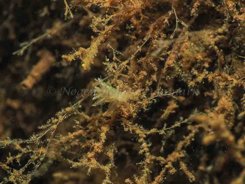 Eubranchus viriola - Kollund Mole - Foto: Jens Egon Jørgensen