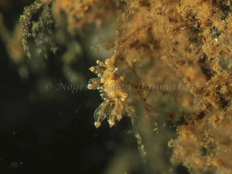 Eubranchus scintillans - Kollund Mole - Foto: Jens Egon Jørgensen