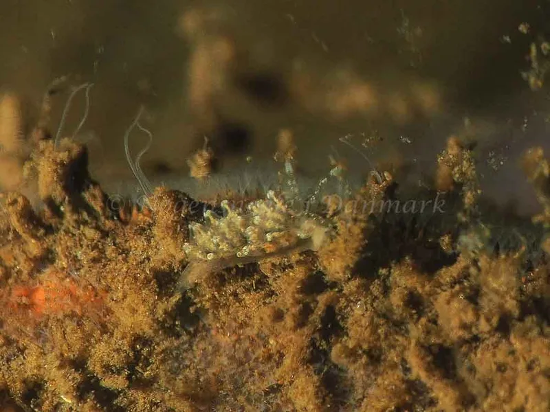 Eubranchus scintillans - Kollund Mole - Foto: Jens Egon Jørgensen