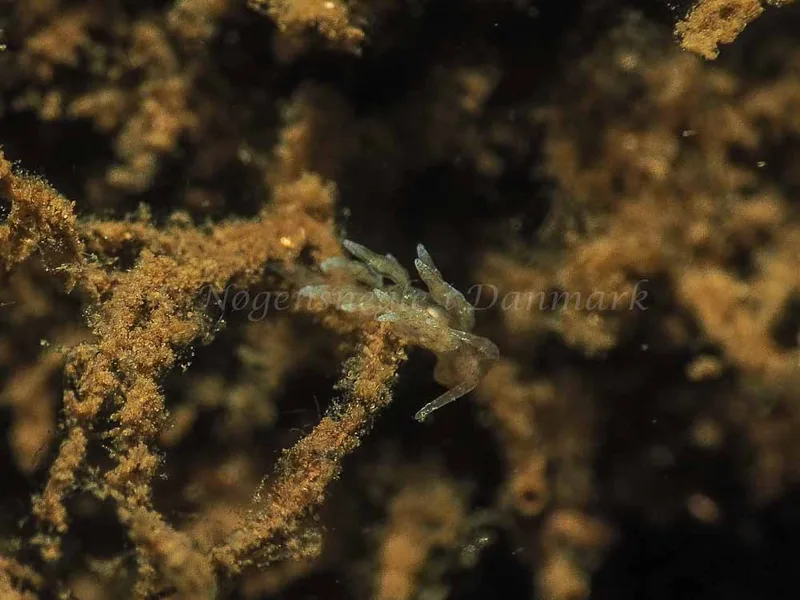 Eubranchus rupium - Kollund Mole - Foto: Jens Egon Jørgensen