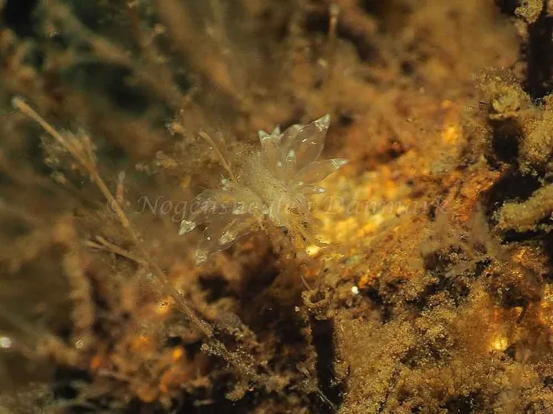Eubranchus viriola - Kollund Mole - Foto: Jens Egon Jørgensen