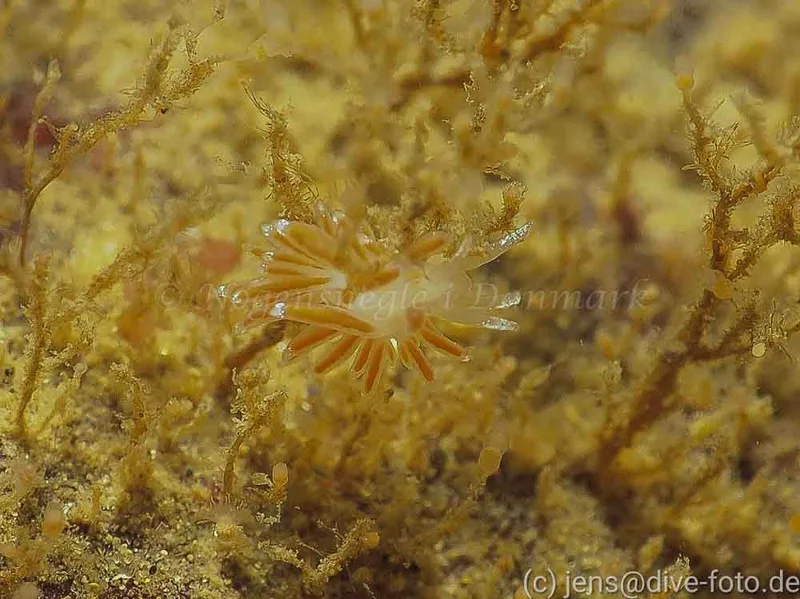 Coryphella gracilis - Ammoniakhavnen - Foto: Jens Egon Jørgensen