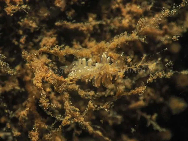 Eubranchus viriola - Kollund Mole - Foto: Jens Egon Jørgensen