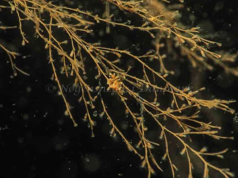 Eubranchus scintillans - Kollund Mole - Foto: Jens Egon Jørgensen