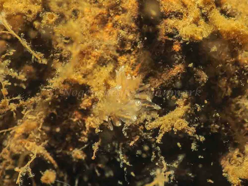 Eubranchus viriola - Kollund Mole - Foto: Jens Egon Jørgensen