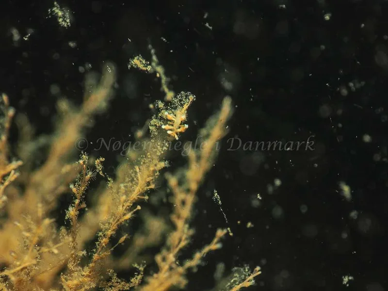 Eubranchus scintillans - Kollund Mole - Foto: Jens Egon Jørgensen