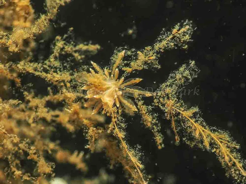 Eubranchus viriola - Kollund Mole - Foto: Jens Egon Jørgensen