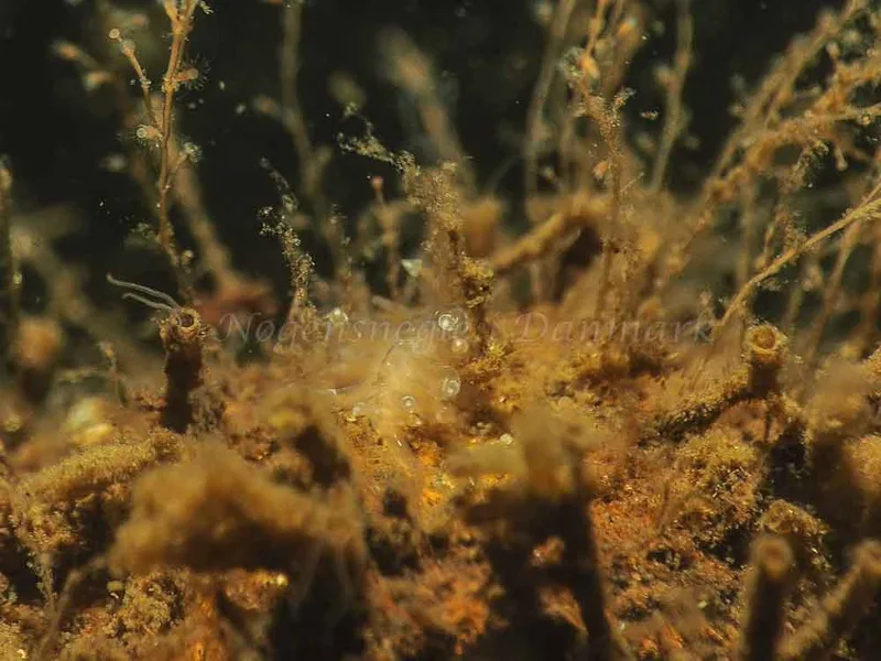 Eubranchus viriola - Kollund Mole - Foto: Jens Egon Jørgensen