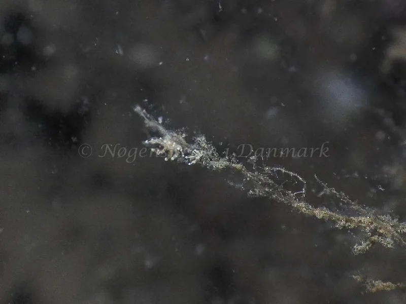Eubranchus scintillans - Kollund Mole - Foto: Jens Egon Jørgensen