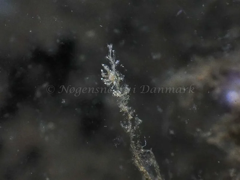 Eubranchus scintillans - Kollund Mole - Foto: Jens Egon Jørgensen