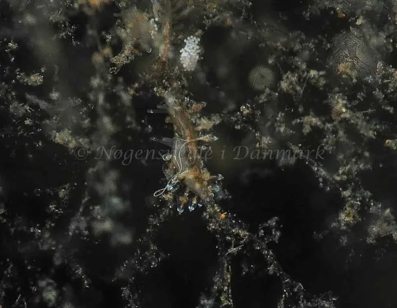 Eubranchus scintillans - Kollund Mole - Foto: Jens Egon Jørgensen