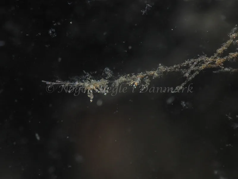 Eubranchus scintillans - Kollund Mole - Foto: Jens Egon Jørgensen