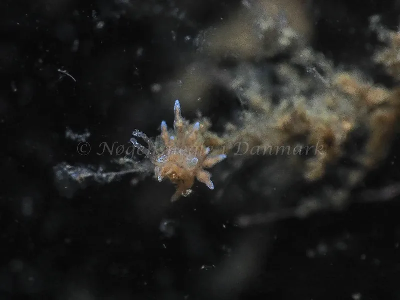 Eubranchus scintillans - Kollund Mole - Foto: Jens Egon Jørgensen