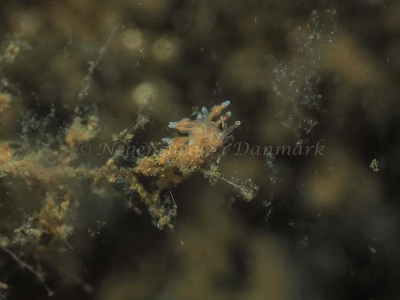 Eubranchus scintillans - Kollund Mole - Foto: Jens Egon Jørgensen