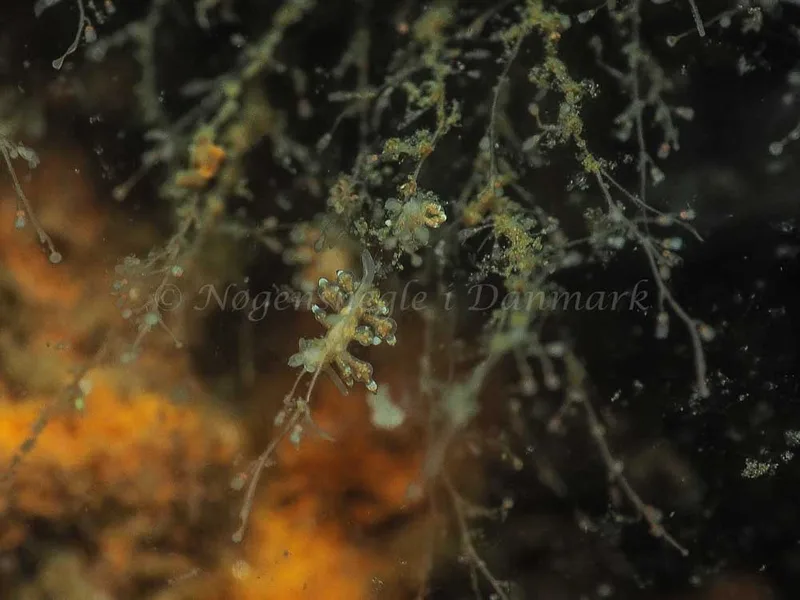 Eubranchus scintillans - Kollund Mole - Foto: Jens Egon Jørgensen
