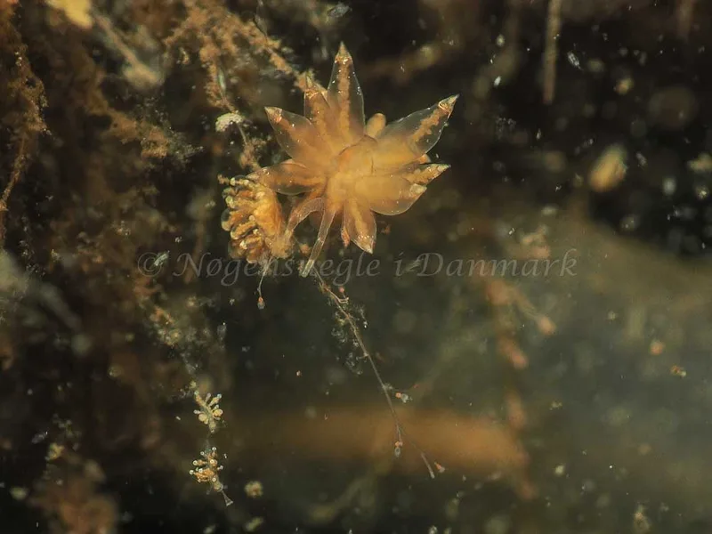 Eubranchus viriola - Kollund Mole - Foto: Jens Egon Jørgensen