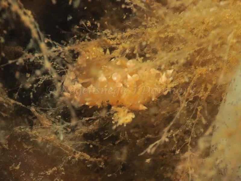 Eubranchus viriola - Kollund Mole - Foto: Jens Egon Jørgensen
