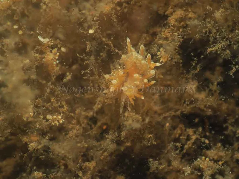 Eubranchus viriola - Kollund Mole - Foto: Jens Egon Jørgensen