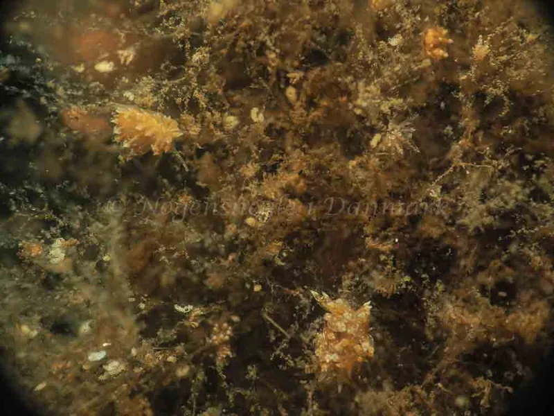 Eubranchus viriola - Kollund Mole - Foto: Jens Egon Jørgensen
