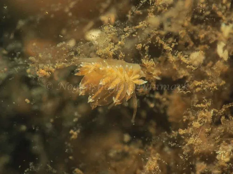 Eubranchus viriola - Kollund Mole - Foto: Jens Egon Jørgensen