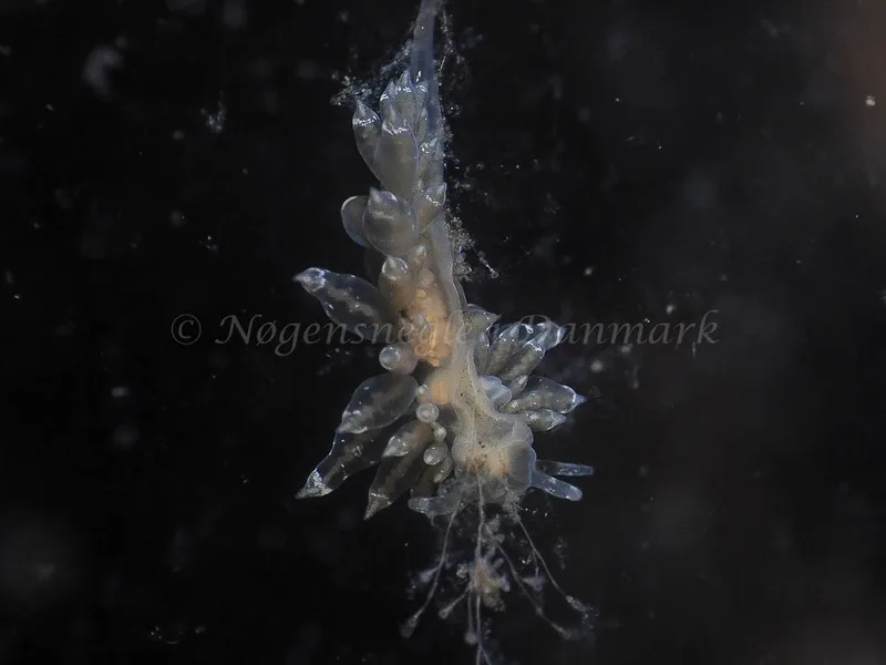 Eubranchus viriola - Kollund Mole - Foto: Jens Egon Jørgensen