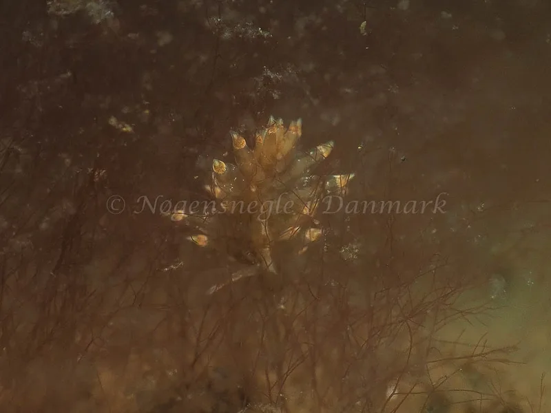 Eubranchus viriola - Kollund Mole - Foto: Jens Egon Jørgensen