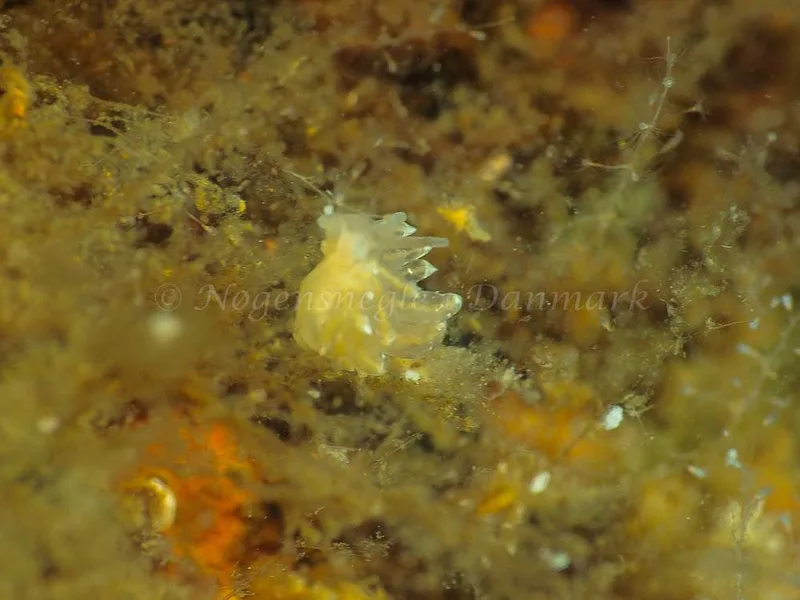 Eubranchus viriola - Kollund Mole - Foto: Jens Egon Jørgensen
