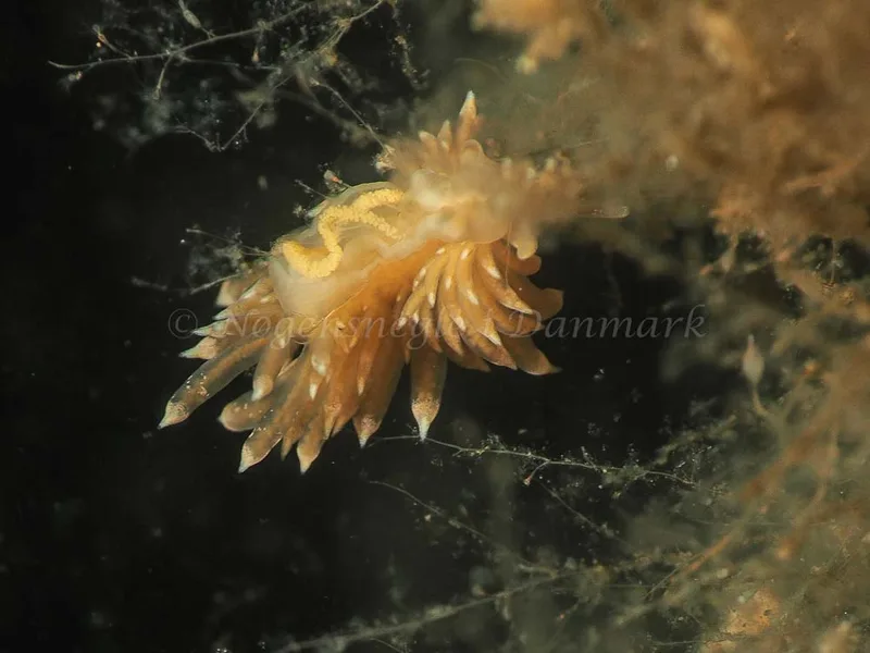 Eubranchus viriola - Kollund Mole - Foto: Jens Egon Jørgensen