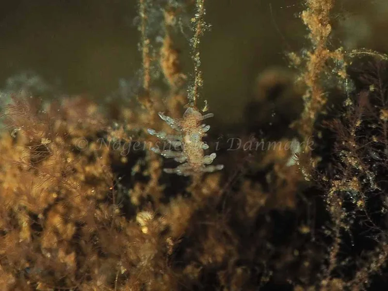 Eubranchus rupium - Kollund Mole - Foto: Jens Egon Jørgensen