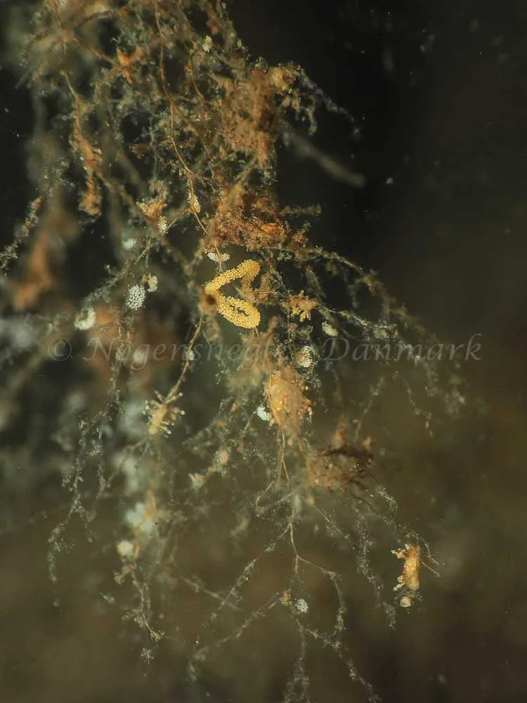 Eubranchus scintillans - Kollund Mole - Foto: Jens Egon Jørgensen