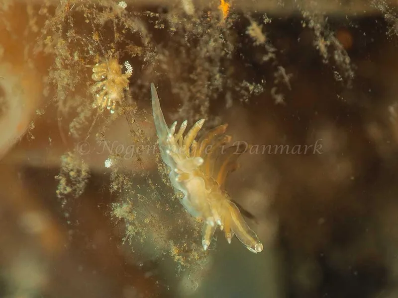 Eubranchus viriola - Kollund Mole - Foto: Jens Egon Jørgensen