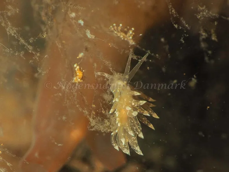Eubranchus viriola - Kollund Mole - Foto: Jens Egon Jørgensen