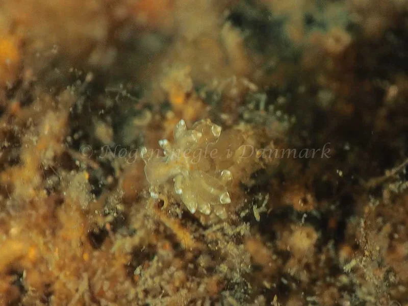 Eubranchus viriola - Kollund Mole - Foto: Jens Egon Jørgensen