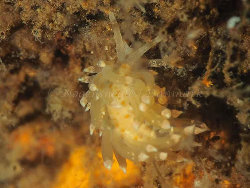 Eubranchus viriola - Kollund Mole - Foto: Jens Egon Jørgensen