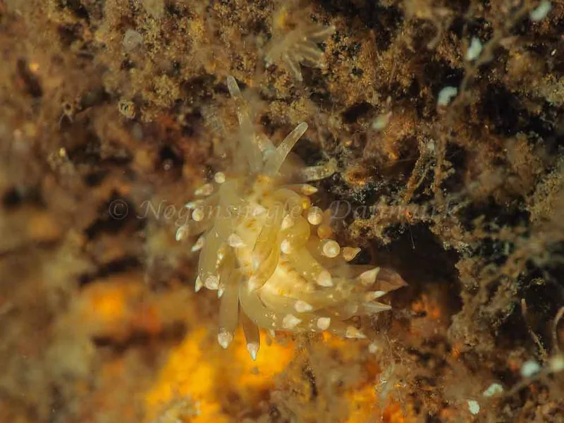 Eubranchus viriola - Kollund Mole - Foto: Jens Egon Jørgensen