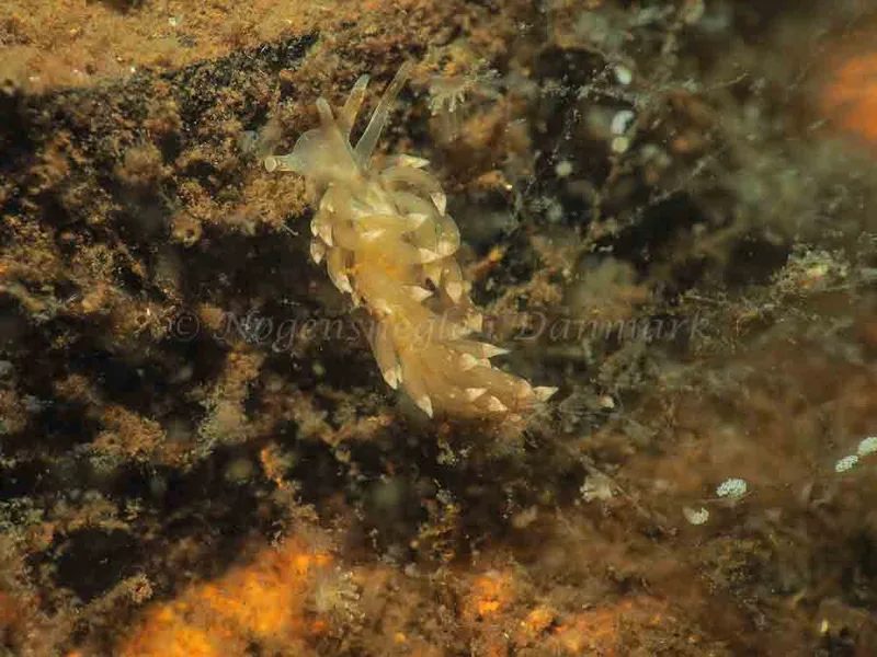 Eubranchus viriola - Kollund Mole - Foto: Jens Egon Jørgensen