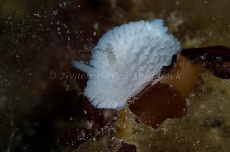 Onchidoris muricata observeret ved Kalø Vig - Rolsøgård, Aarhus Bugt i Kattegat