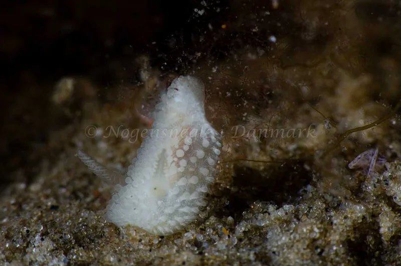 Onchidoris muricata observeret ved Kalø Vig - Rolsøgård, Aarhus Bugt i Kattegat