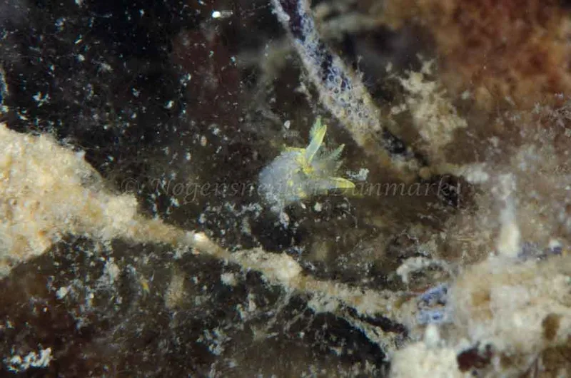 Polycera quadrilineata - Kalø Vig - Rolsøgård, Aarhus Bugt - Foto: Jørn Ari