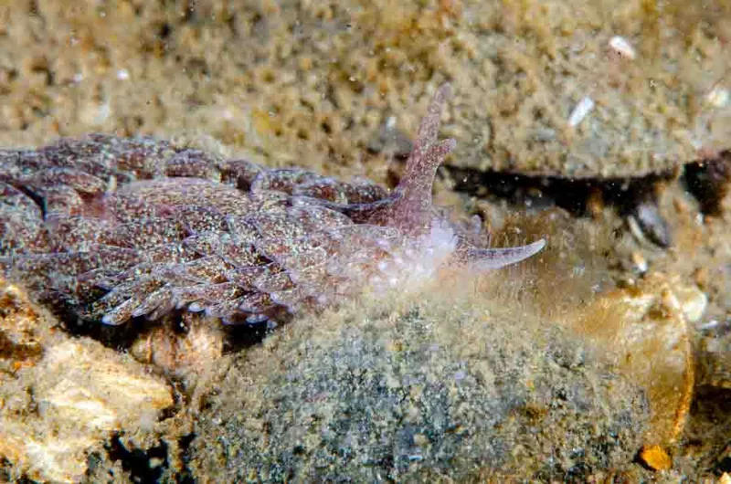 Aeolidia papillosa - Prammen i koraldybet (Vrag) - Foto: Jørn Ari