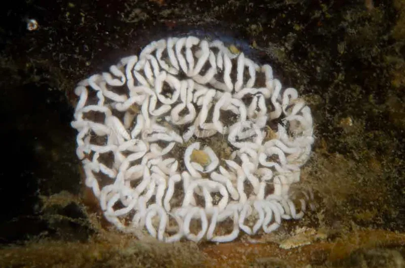 Aeolidia papillosa - Prammen i koraldybet (Vrag) - Foto: Jørn Ari