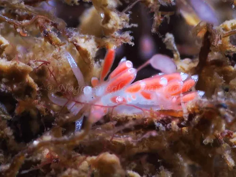 Coryphella gracilis - Storebæltsbroen - Foto: HP Ølgaard