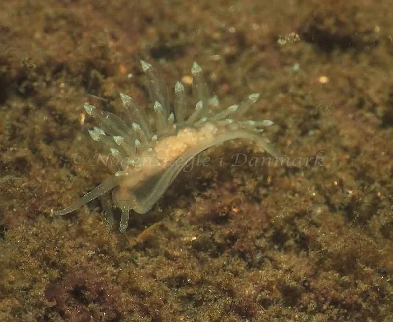 Eubranchus viriola observeret ved Kollund Mole i Flensborg Fjord