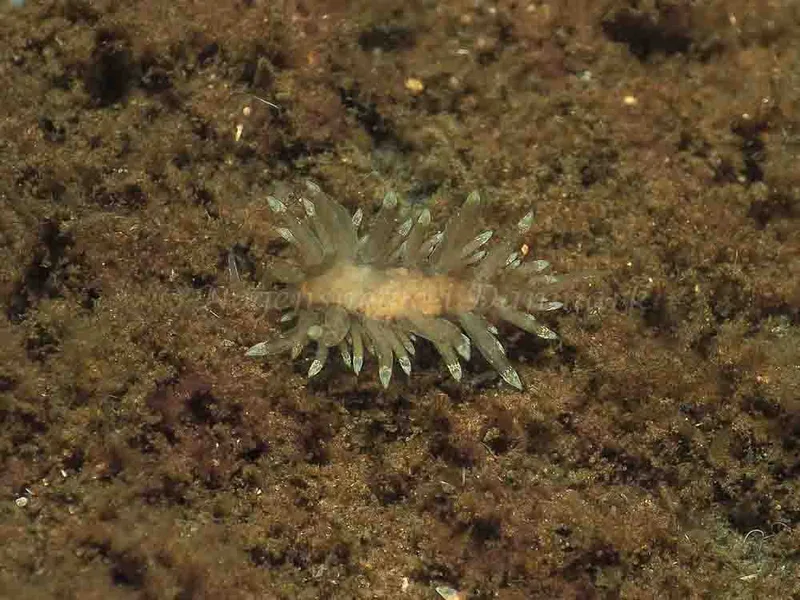 Eubranchus viriola observeret ved Kollund Mole i Flensborg Fjord