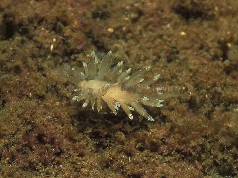 Eubranchus viriola observeret ved Kollund Mole i Flensborg Fjord